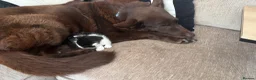 Mixed Breed cats for sale: Kittens looking for homes 🐱 - Advert 4