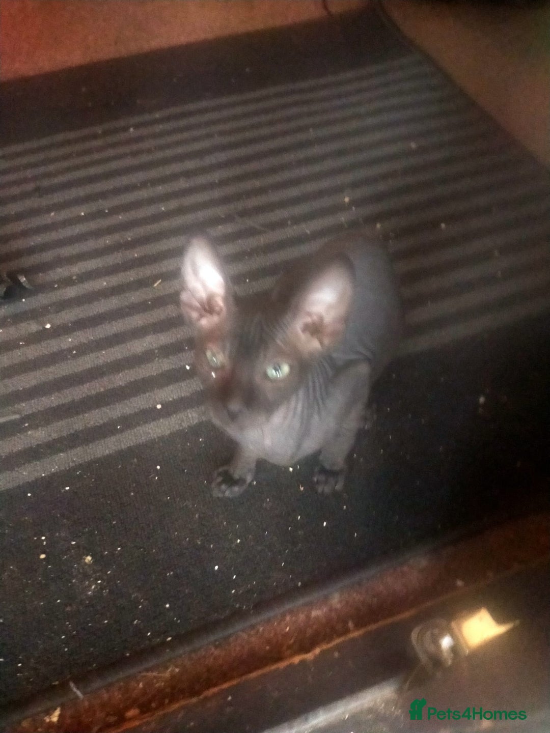 Sphynx cats for sale: FEMALE SPHYNX KITTENS  - Advert 5