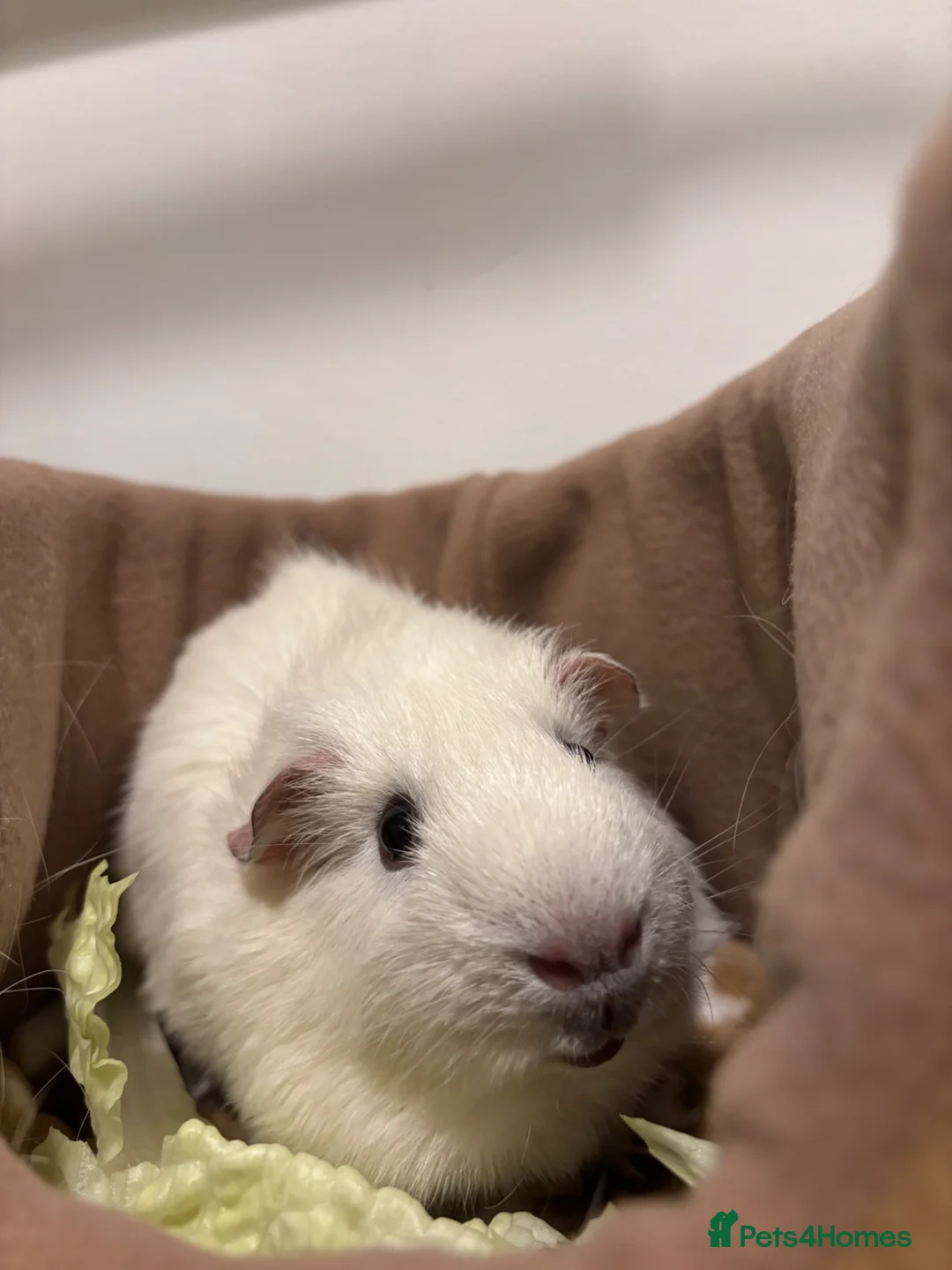 Guinea Pig rodents for sale: Male young guinea pig for free  - Advert 2