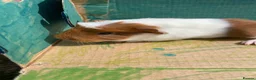 Guinea Pig rodents for sale: Baby Girl and Boy Guinea pigs  - Advert 4