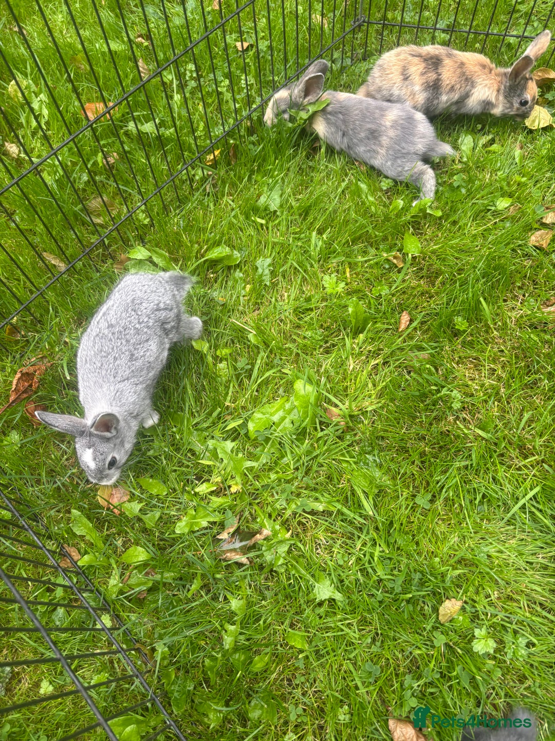 Rex rabbits for sale: Beautiful dwarf lop and mini rex babies  - Image 30