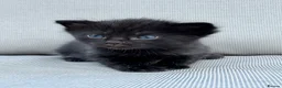 Ragdoll cats for sale: Beautiful Ragdoll X Kittens  - Advert 3
