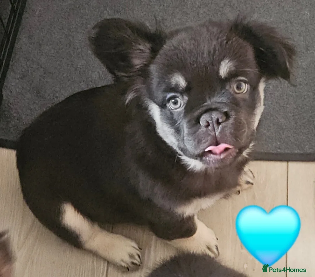 French Bulldog dogs for sale: 1 fluffy boy 1 fluffy girl available now - Advert 3