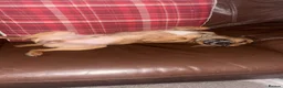 Patterjack dogs for sale: 3 year old lovely boy - Advert 1