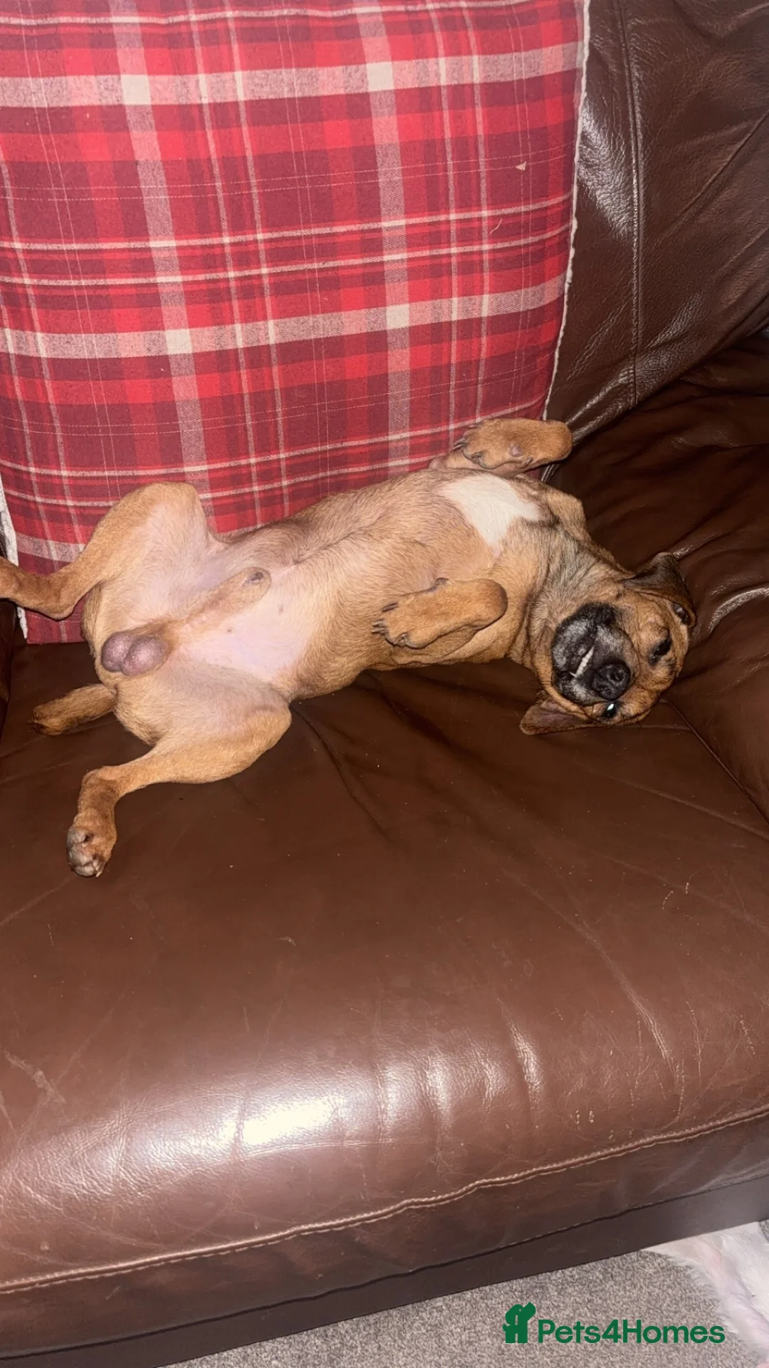 Patterjack dogs for sale: 3 year old lovely boy - Advert 1