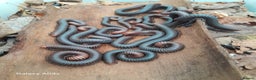 Millipedes invertebrates for sale: Spirostreptus Servatius forehead millipedes  - Advert 1