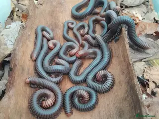 Millipedes invertebrates Spirostreptus Servatius firehead millipedes - Advert 9