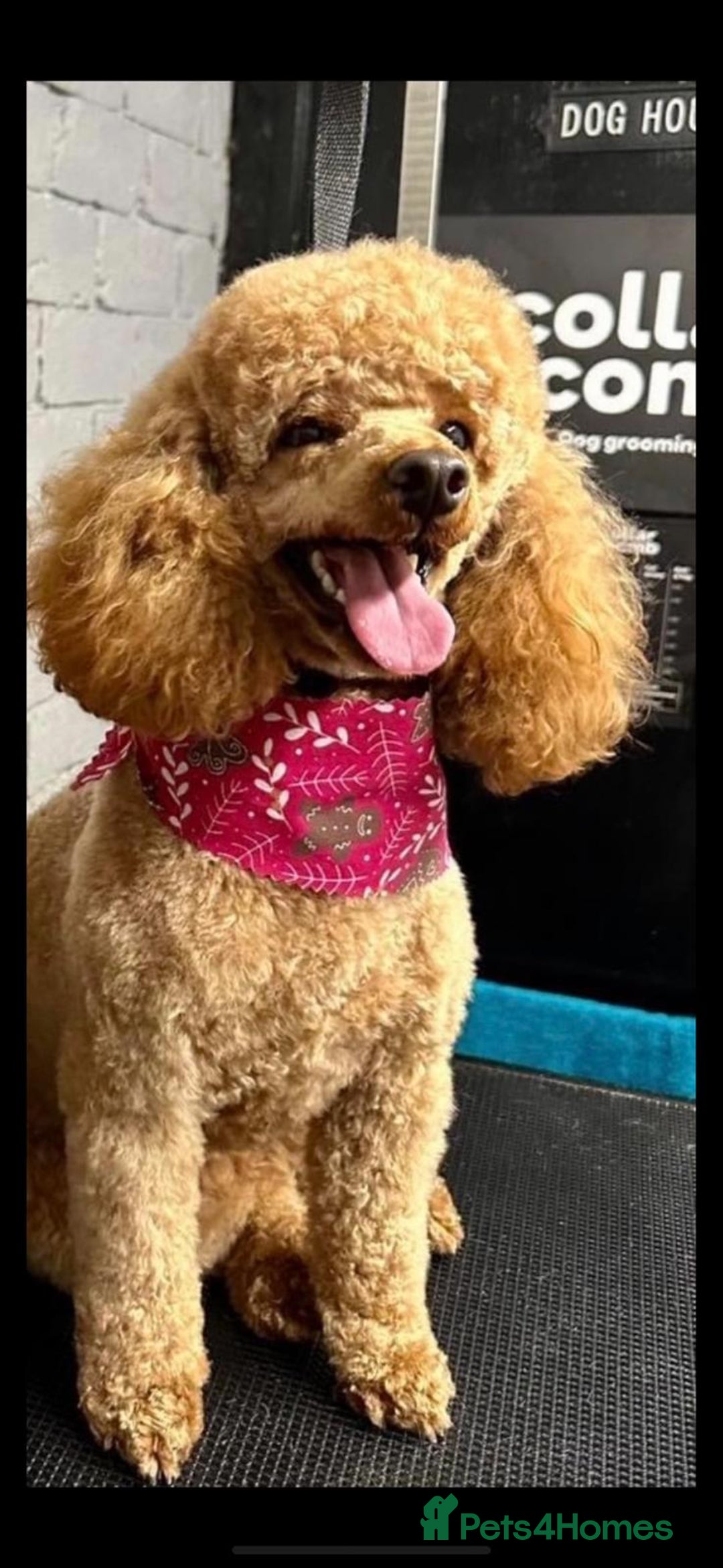 Toy Poodle dogs for sale: Toy poodles, both parents kc reg, 5 generations  - Advert 6