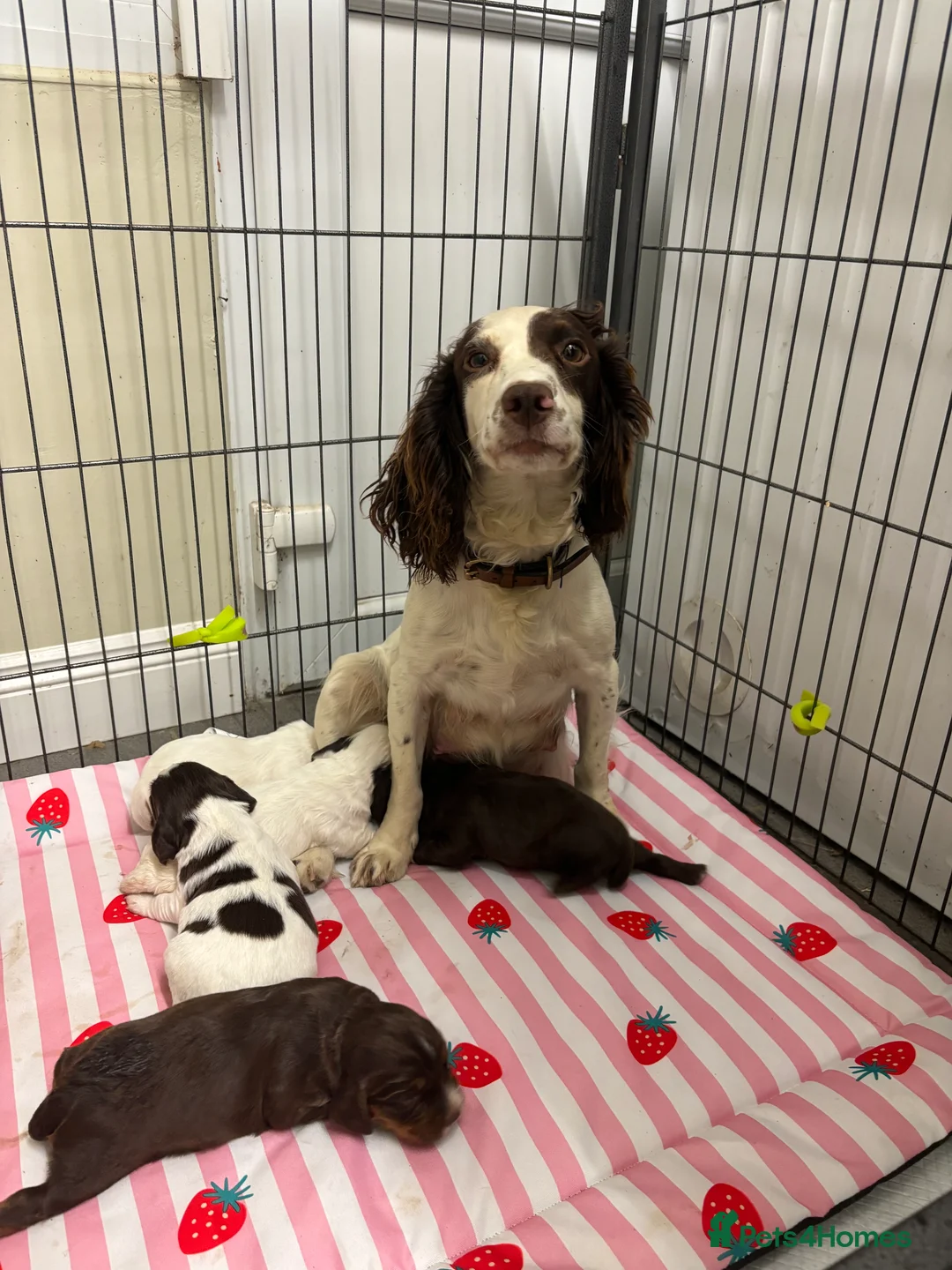 Cocker Spaniel dogs for sale: 2 working cocker spaniel pups  in Oakham - Advert 2