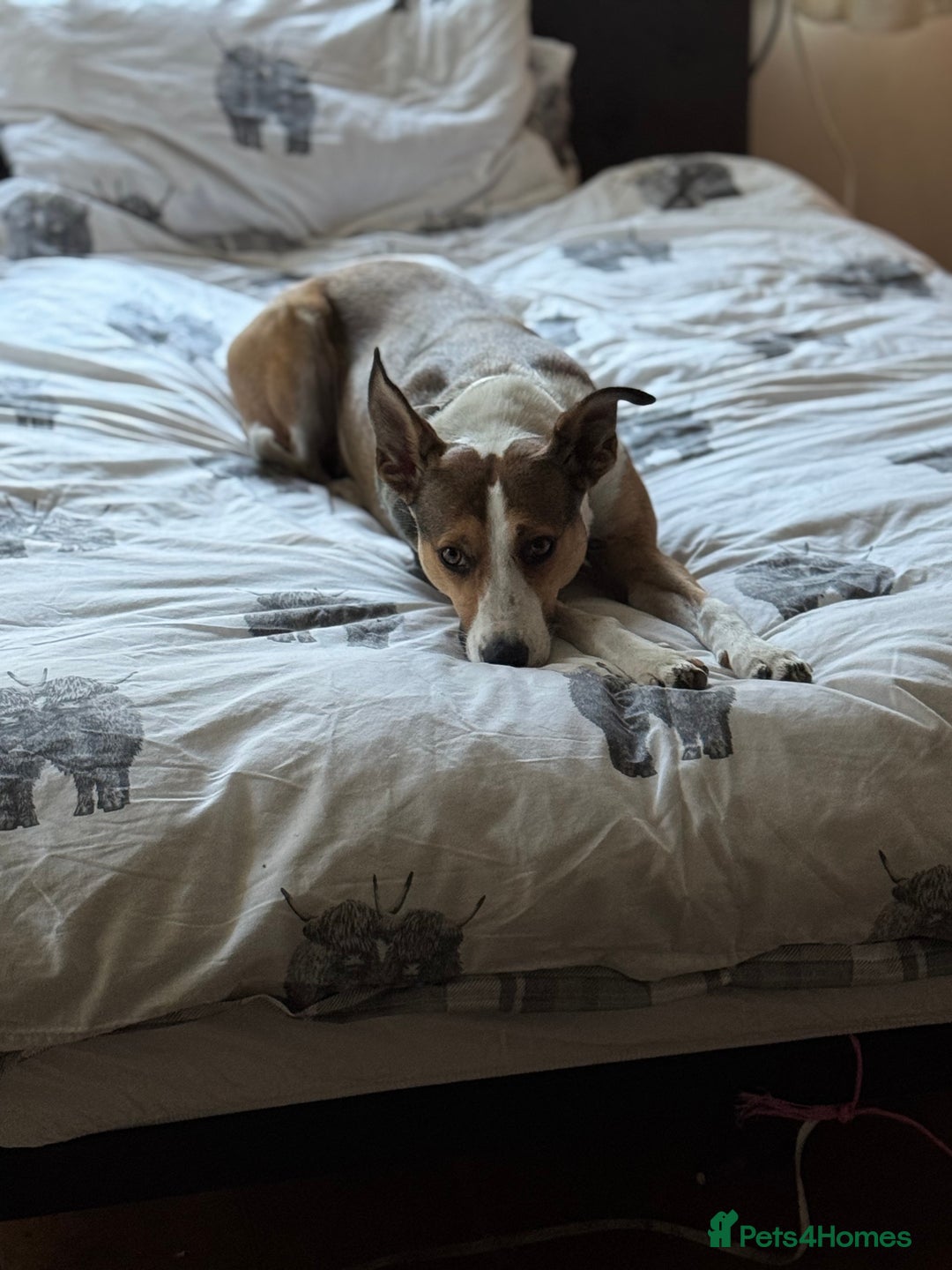 Mixed Breed dogs for sale: Lurcher cross pups - Image 9