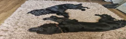 Cocker Spaniel dogs for sale: REHOMING Working Cocker - Advert 6