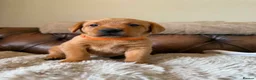 Labrador Retriever dogs for sale: Fox red Labradors puppy  in Yelverton - Advert 15