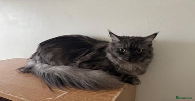 Maine Coon cats - Advert 1