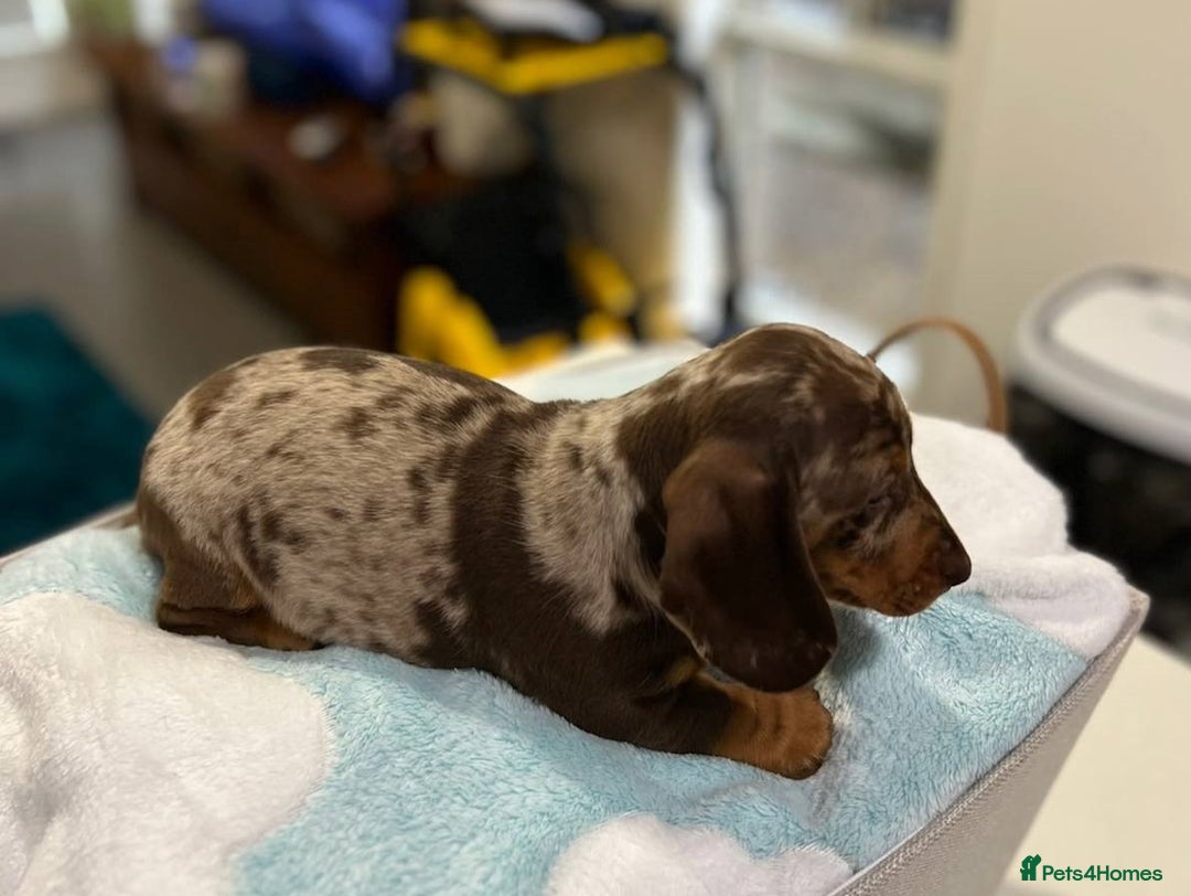 Miniature Dachshund dogs for sale: nicest raised Miniature dapple dachshund pups. - Image 7