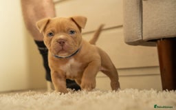 American Bully dogs for sale: Extraordinary Pocket Bully pups - Advert 19
