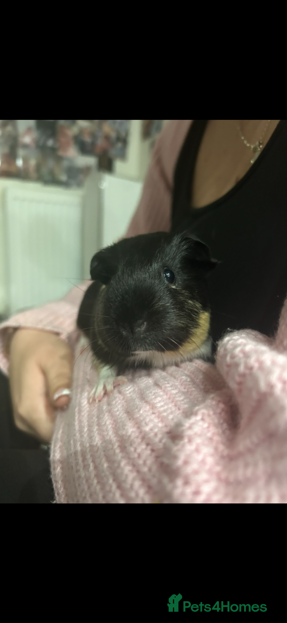 Guinea Pig rodents 2 female guinea pigs  - Advert 1