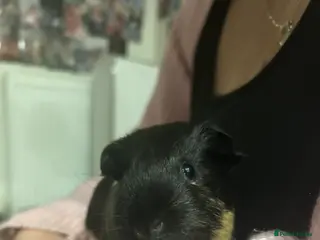 Guinea Pig rodents 2 female guinea pigs - Advert 1