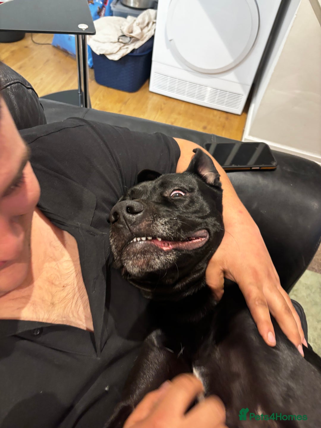 Mixed Breed dogs for sale: Gorgeous Max for rehoming - Advert 3