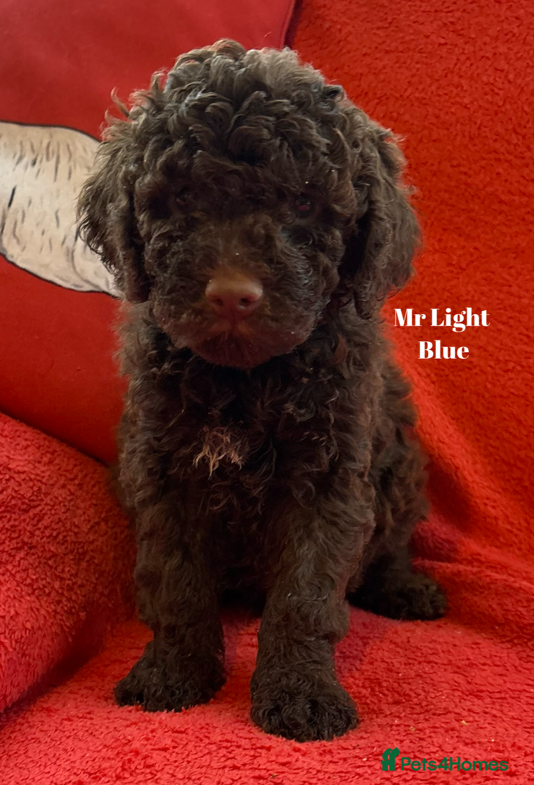 Lagotto Romagnolo dogs for sale: KC Registered Lagotto Puppies (⭐️⭐️⭐️⭐️⭐️ Breeder) - Advert 16