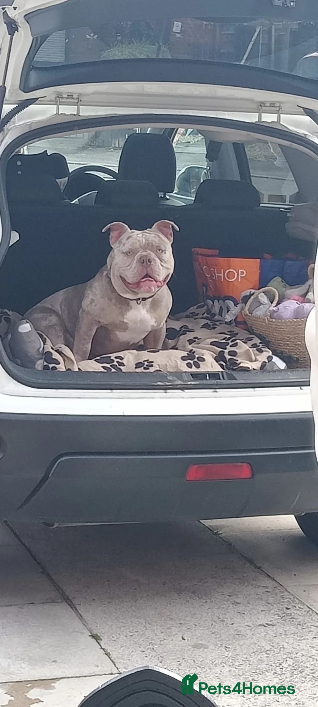 American Bully dogs for sale: American pocket bully  in Derby - Advert 2