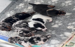 Jack Russell dogs for sale: True miniature Jack Russell’s  - Image 4