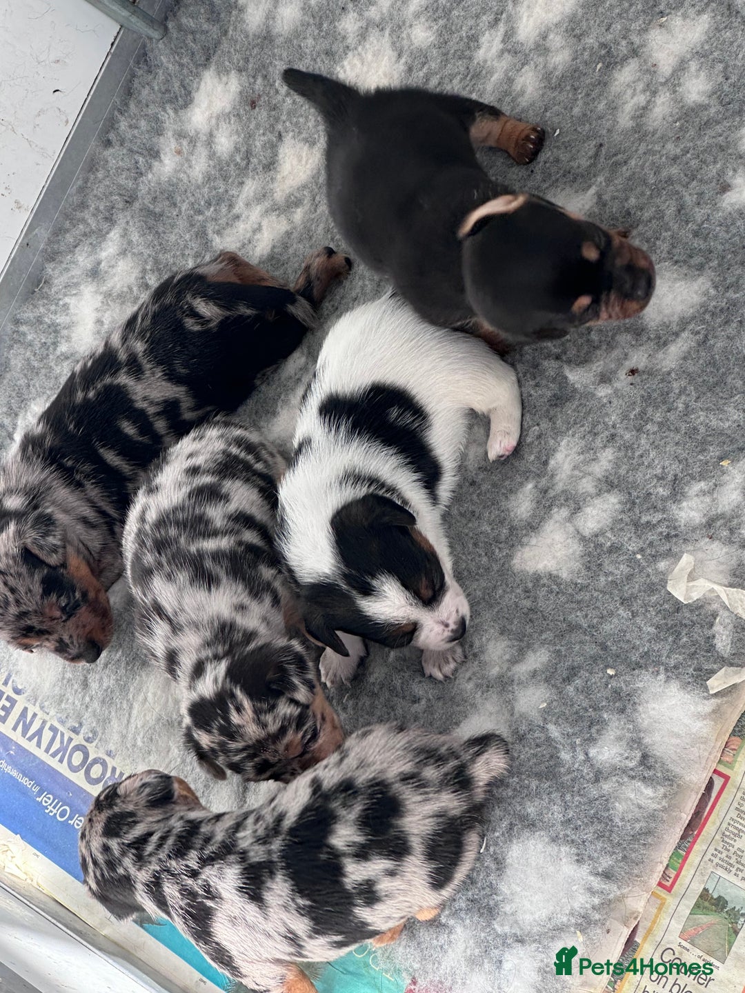 Jack Russell dogs for sale: True miniature Jack Russell’s  - Image 4