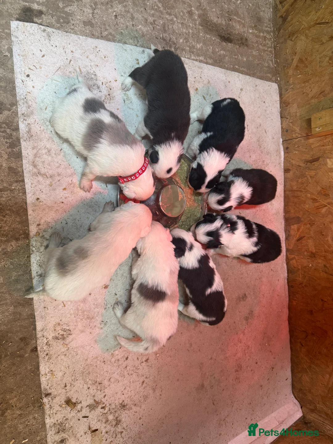 Border Collie dogs for sale: Red Merle and red- black and white border collies - Advert 3