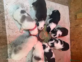 Border Collie dogs Red Merle and red- black and white border collies - Advert 6