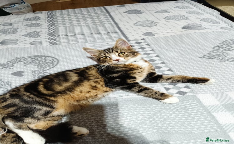 Siberian cats - Advert 15