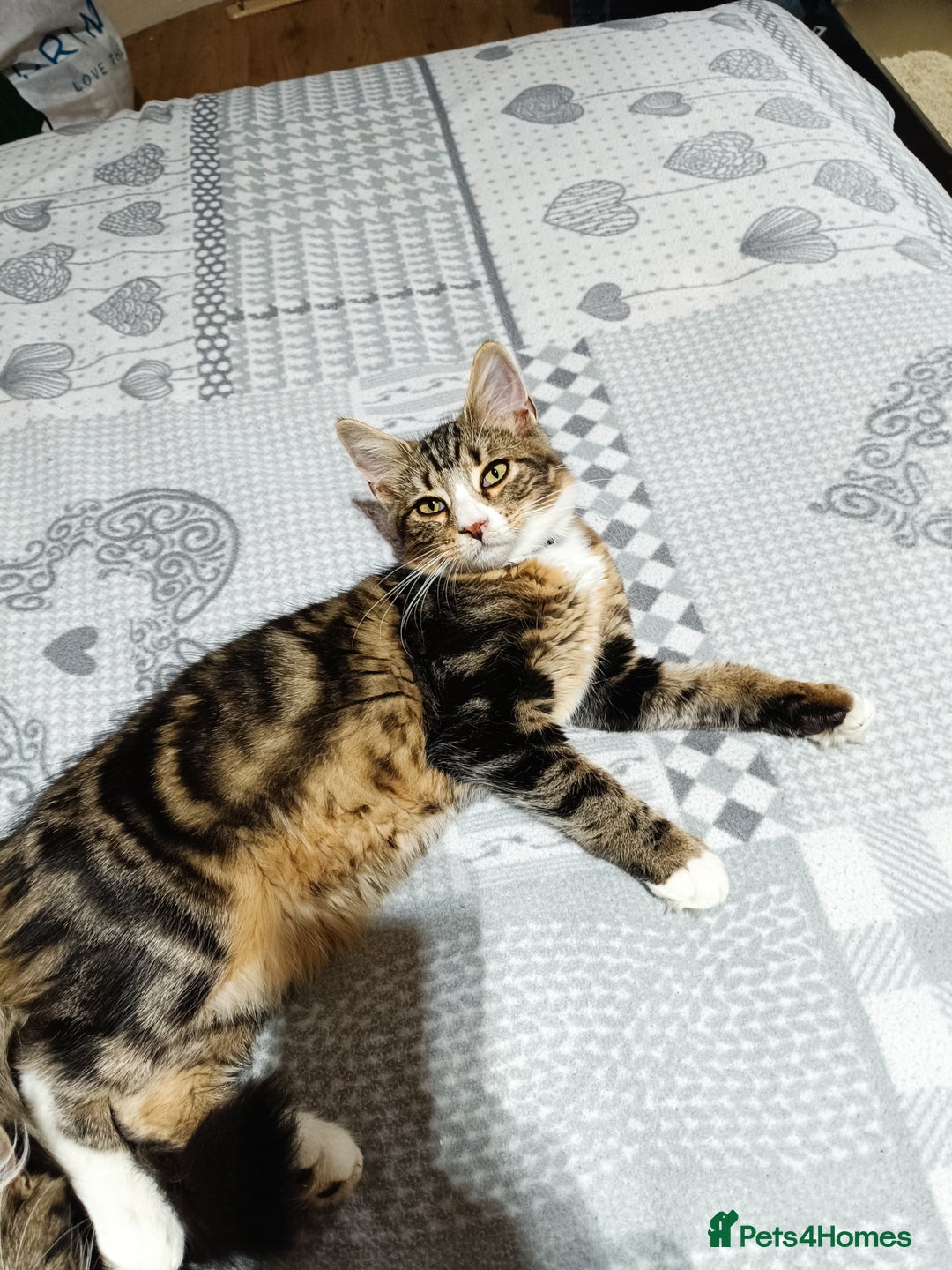 Siberian cats for sale: Siberian cross tabby kitten  - Image 1