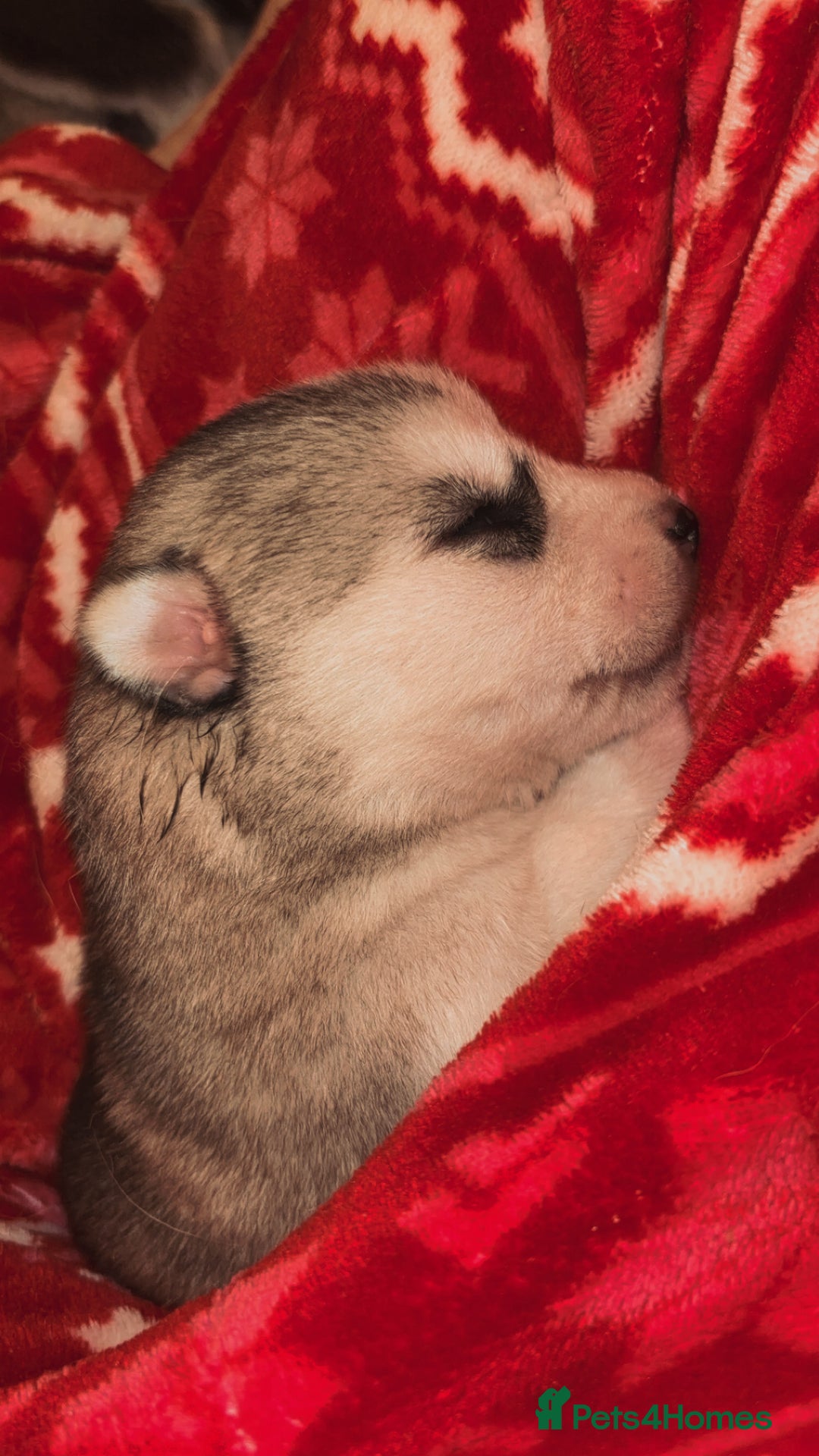 Siberian Husky dogs for sale: 6 Beautiful Siberian Husky’s ❤️ - Advert 30