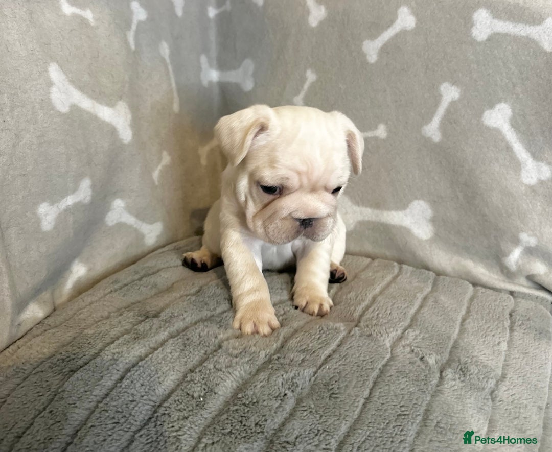 French Bulldog dogs for sale: ✨Two Gorgeous French Bulldog Boys ✨ - Advert 10