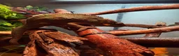 Chameleon reptiles for sale: Nosy B Cameleon - Advert 13
