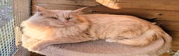Maine Coon cats for sale: 3 Stunning Maine Coon Kittens  - Advert 17