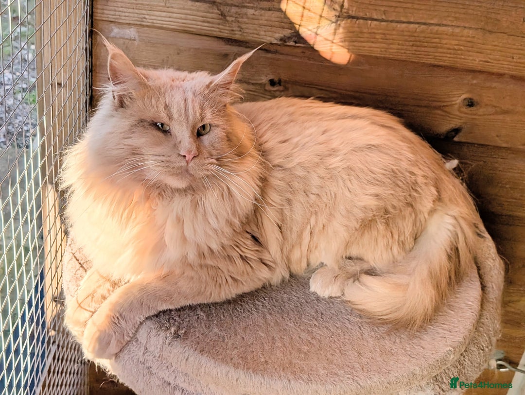 Maine Coon cats for sale: 3 Stunning Maine Coon Kittens  - Advert 17