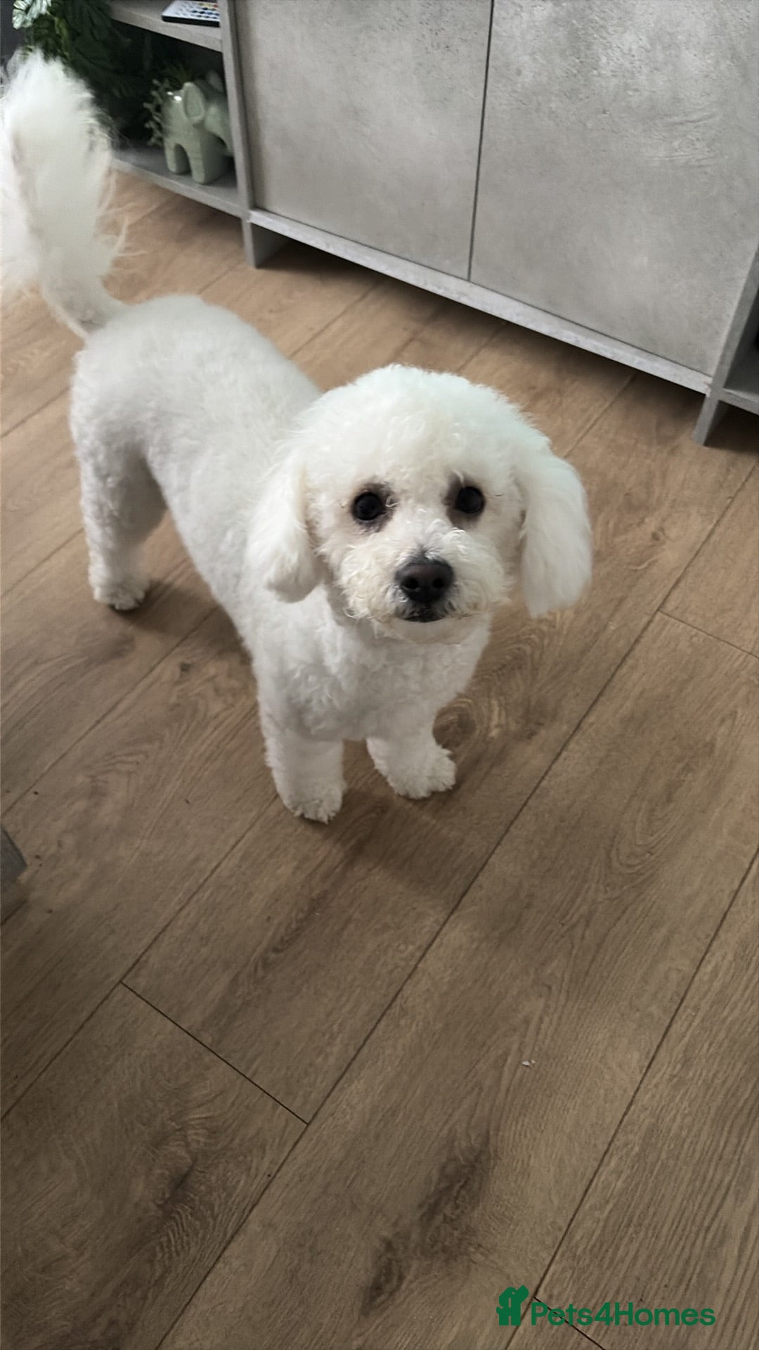 Poochon dogs 10 Month pup available female  - Advert 4
