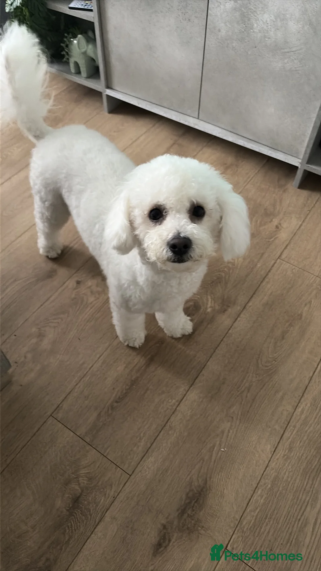 Poochon dogs for sale: 10 Month pup available female  - Advert 1