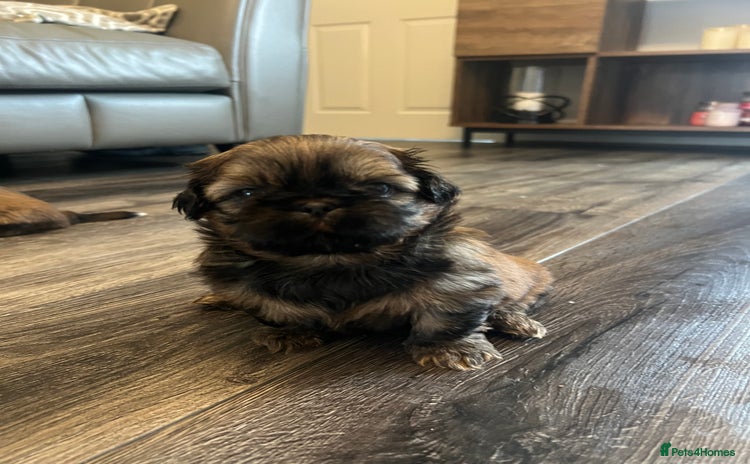 Shih Tzu dogs - Advert 8