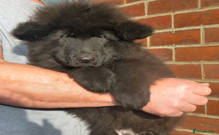 German Shepherd dogs KC REG READY NOW SUPER STUNNING  HUNKY BLACK BOY  - Advert 14