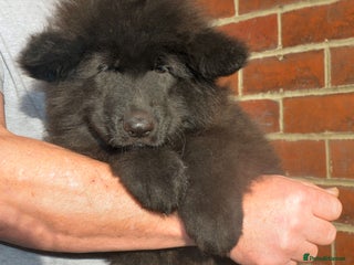 German Shepherd dogs KC REG READY NOW SUPER STUNNING HUNKY BLACK BOY - Advert 14