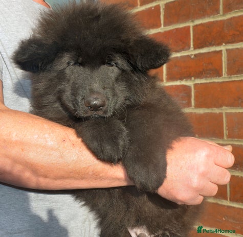 German Shepherd dogs KC REG READY NOW SUPER STUNNING HUNKY BLACK BOY - Advert 14