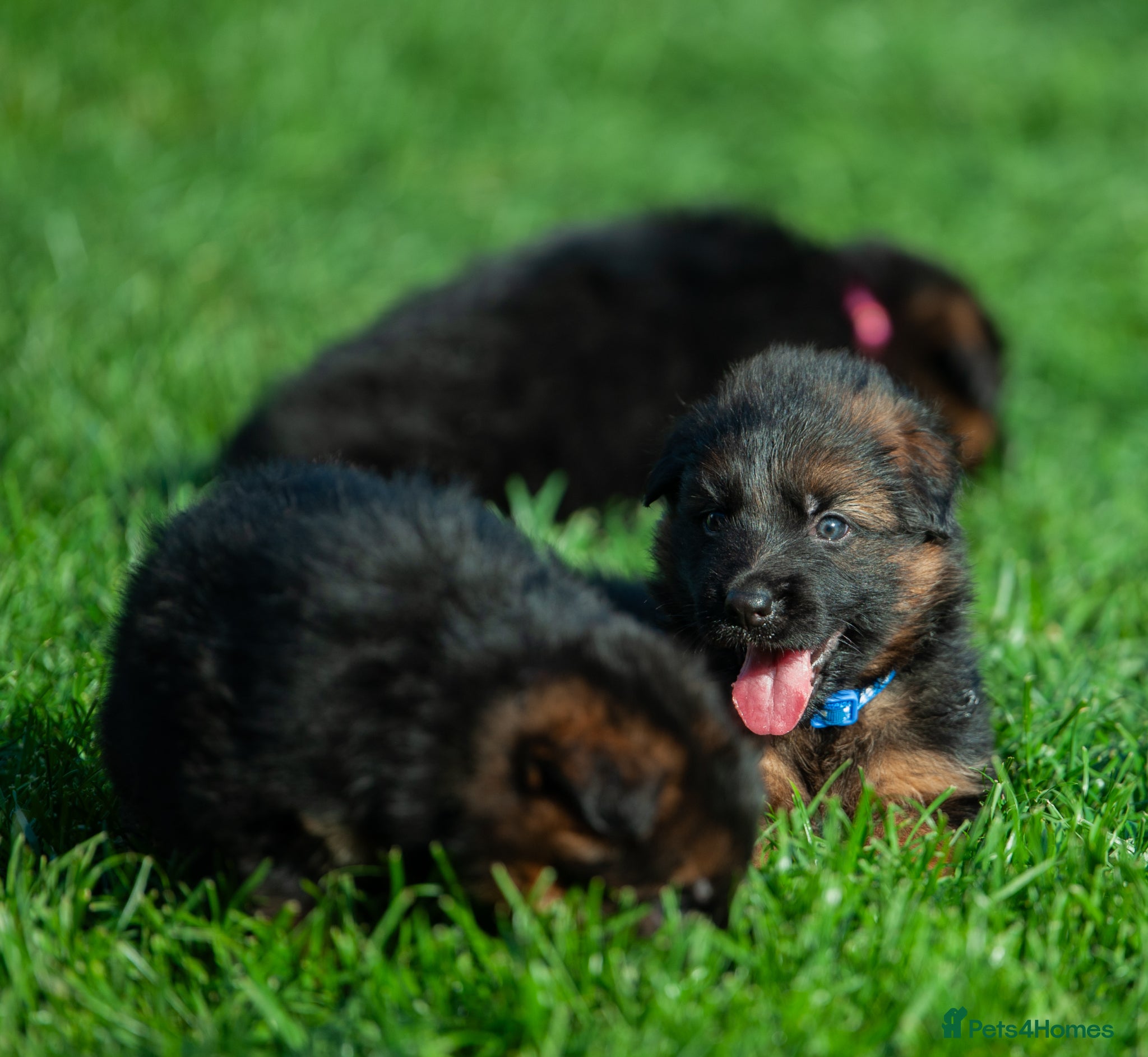 German Shepherd dogs for sale: ❤️🐾 Beautiful Long-Haired GSD Puppies🐾❤️ - Advert 21
