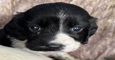 Sprocker dogs - Advert 1