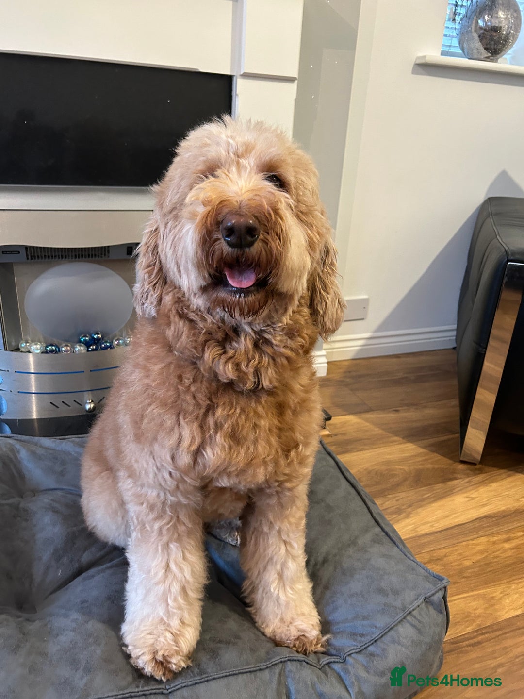 Goldendoodle dogs for sale: Multigenerational Puppies Waiting List - Advert 20