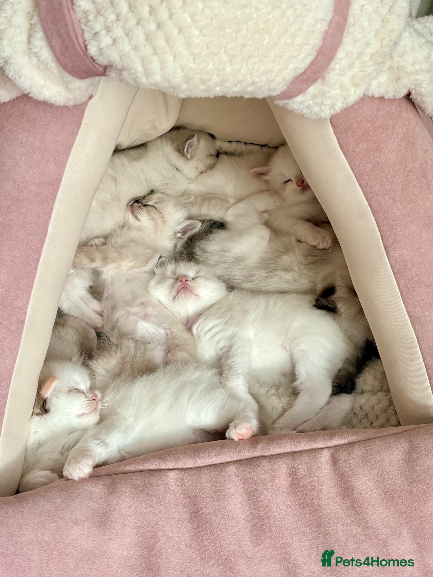 Ragdoll cats Pedigree show quality kitten Ragdolls 💝 - Advert 1