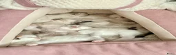Ragdoll cats for sale: Pedigree show quality kitten Ragdolls 💝 - Advert 1
