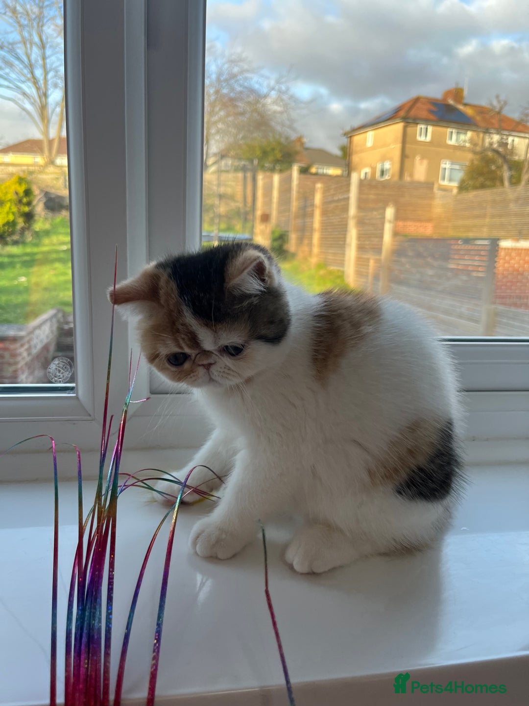 Persian cats for sale: Beautiful exotic CFA registered kittens - Advert 11