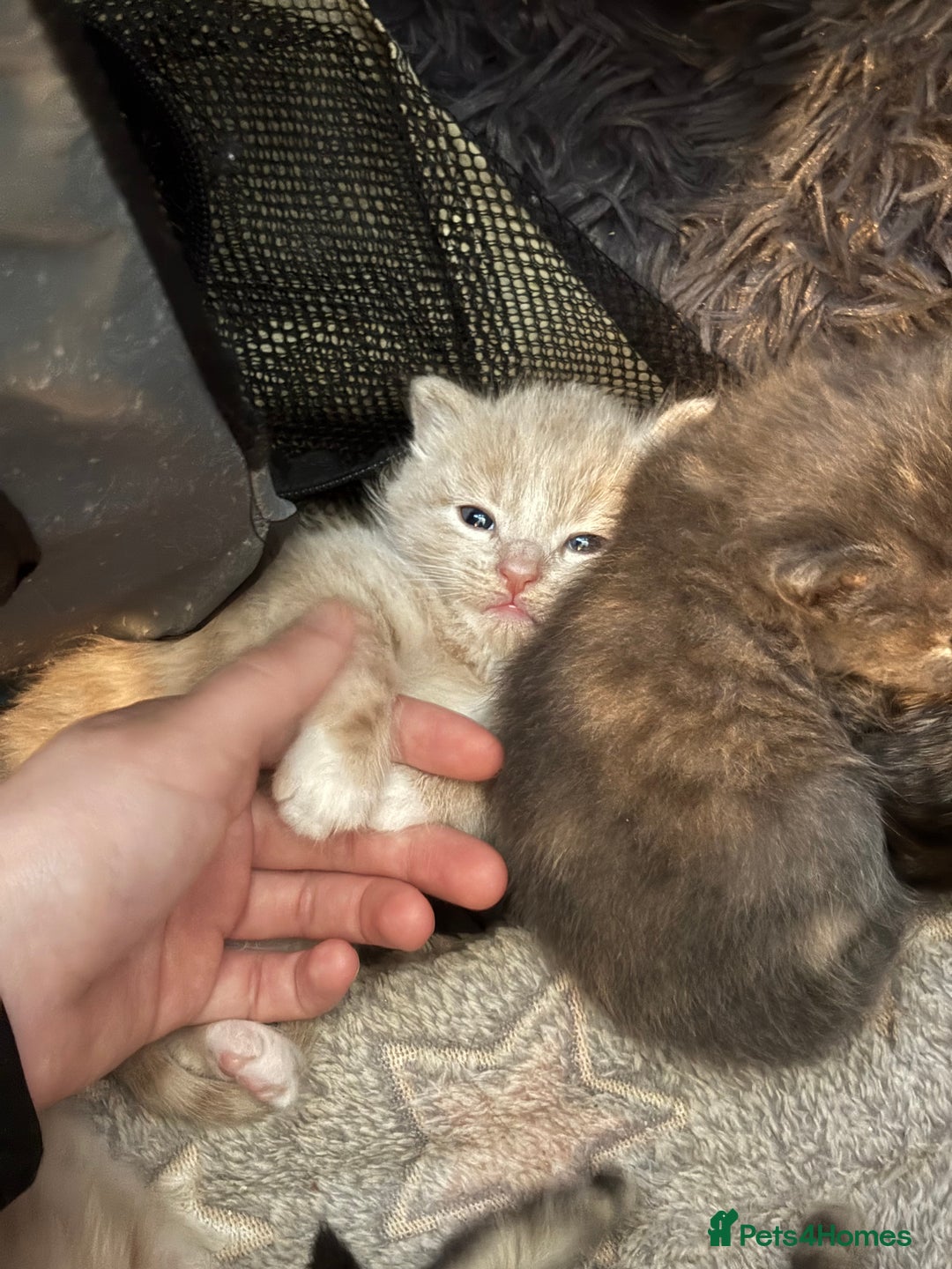 Mixed Breed cats for sale: 5 beautiful babies! - Advert 7