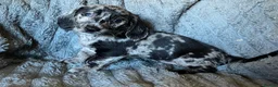 Mixed Breed dogs for sale: Gorgeous cheeky daxi x pups  - Advert 19