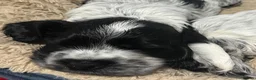 Cocker Spaniel dogs for sale: Blue Roan - Show - English cocker spaniels in Colchester - Advert 3